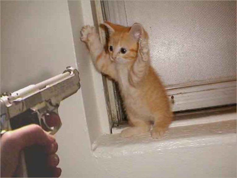 meme mèo con giơ tay hàng khi bị súng ff chĩa vào