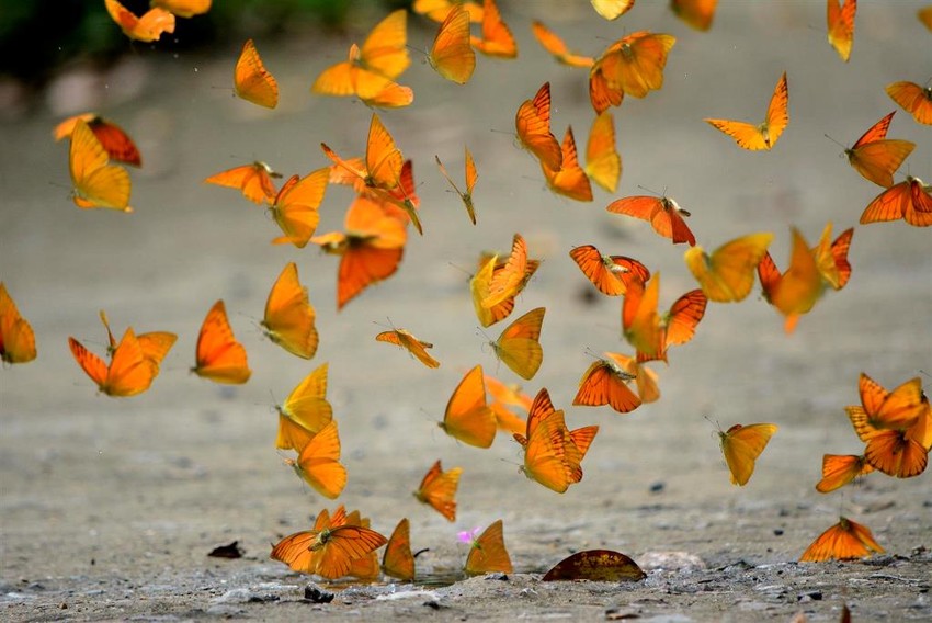 Nằm mơ thấy bướm có ý nghĩa gì? Điềm báo gì? Số lượng của những con bướm từ A đến Z là bao nhiêu?